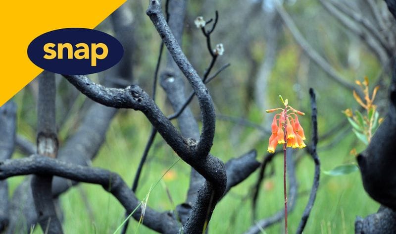 SNAP Bushfire Fundraiser